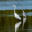 Grande Aigrette et Héron cendré